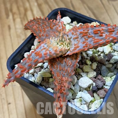 SH36412 Aloe TCT hybrid