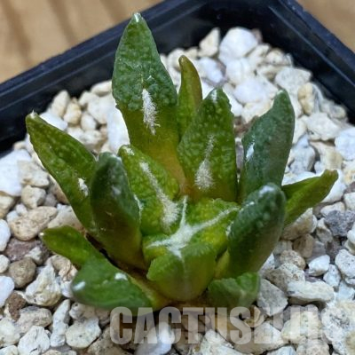 SH36474 Ariocarpus kotschoubeyanus hybrid f. variegata, seedling, own roots