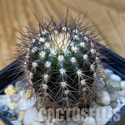 SH36475 Uebelmannia pectinifera, seedling, own roots