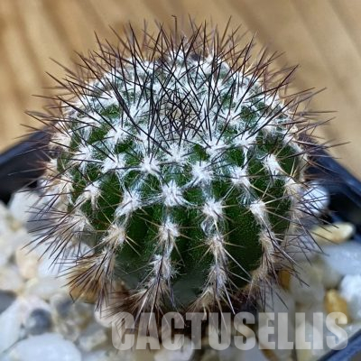 SH36476 Uebelmannia pectinifera, seedling, own roots