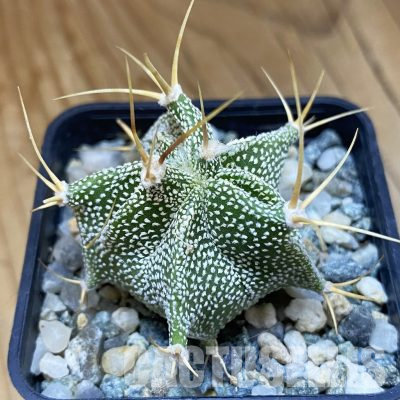 SH36478 Astrophytum ornatum -Rio Bagres-