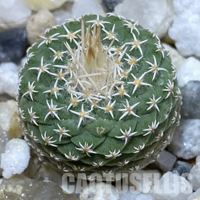 SH36480 Strombocactus disciformis f. minimus VM 204