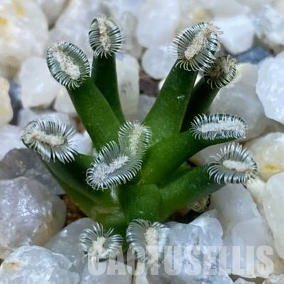 SH36481 Mammillaria bertholdii GCG 12161