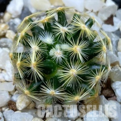 SH36482 Mammillaria schiedeana MMR 268