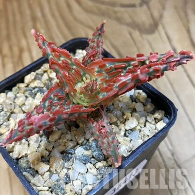 SH36413 Aloe TCT hybrid