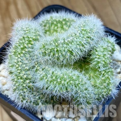 SH36483 Mammillaria spinosissima rubrispina f. cristata