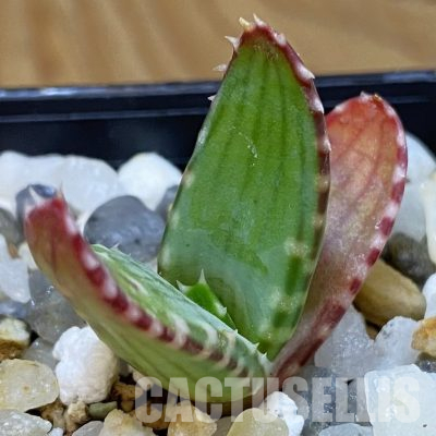 SH36484 Aloe pavelkae PV 1781, seedling