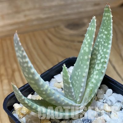 SH36485 Aloe vacillans, seedling