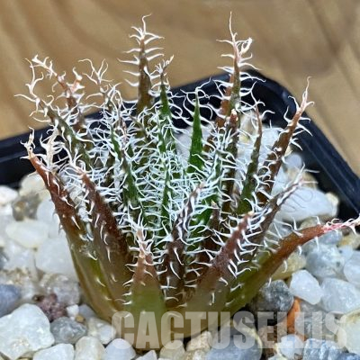 SH36486 Aloe haworthioides, seedling