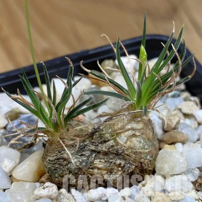 SH36487 Ornithogalum sardienii