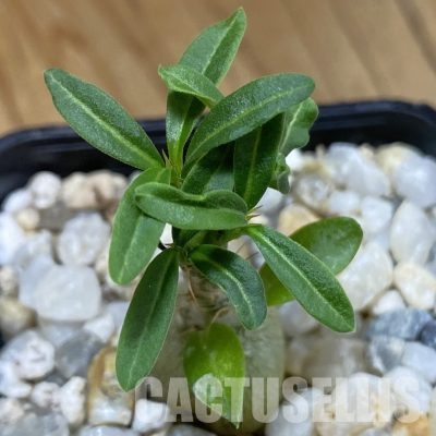 SH36489 Pachypodium succulentum