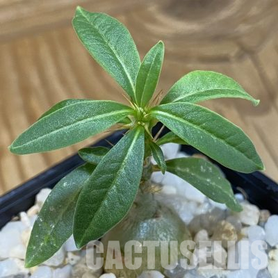 SH36490 Pachypodium succulentum