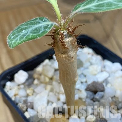 SH36491 Euphorbia iharanae