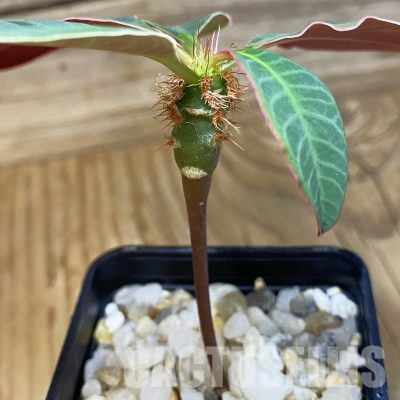 SH36492 Euphorbia neohumbertii