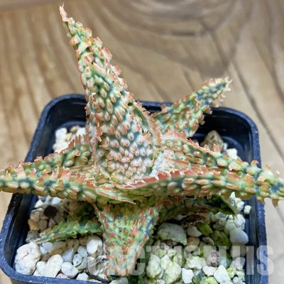 SH36414 Aloe TCT hybrid