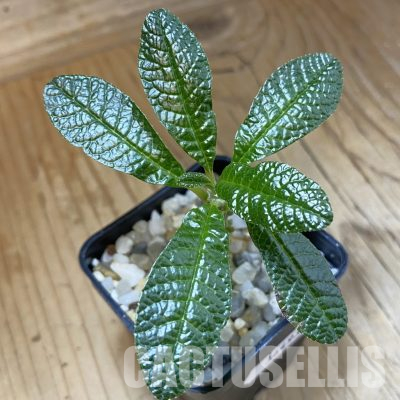 SH36493 Dorstenia gigas
