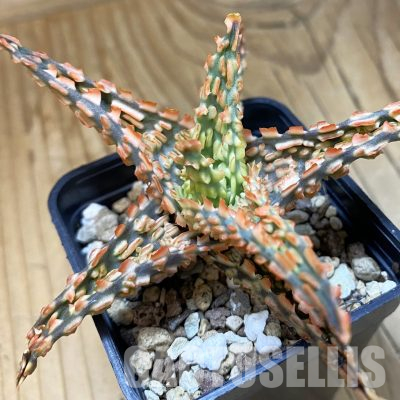 SH36415 Aloe TCT hybrid