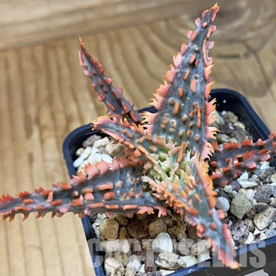 SH36416 Aloe TCT hybrid