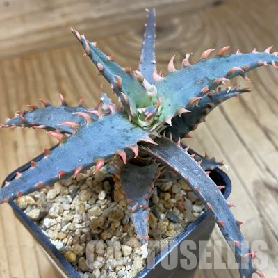 SH36417 Aloe TCT hybrid