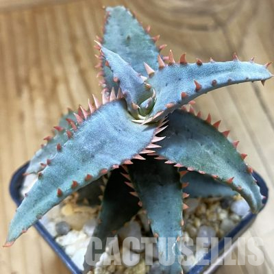 SH36418 Aloe TCT hybrid