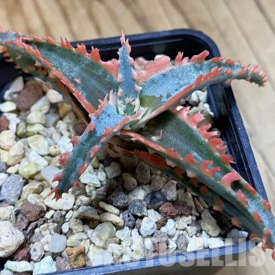 SH36407 Aloe TCT hybrid