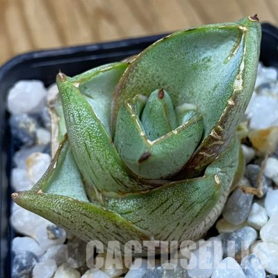 SH36419 Agave pumila