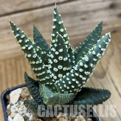 SH36420 Haworthia pumila ‘Donut’ SH