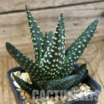 SH36421 Haworthia pumila ‘Donut’ SH