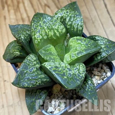 SH36422 Haworthia comptoniana 'Kamen Butokai'