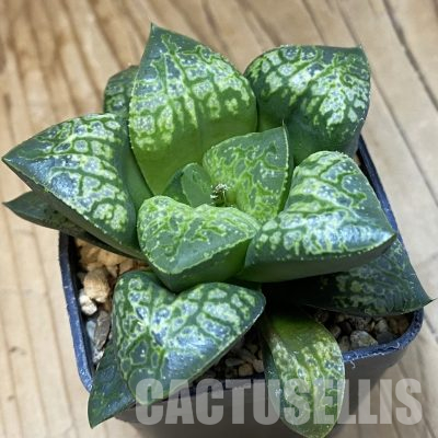 SH36423 Haworthia comptoniana 'Kamen Butokai'