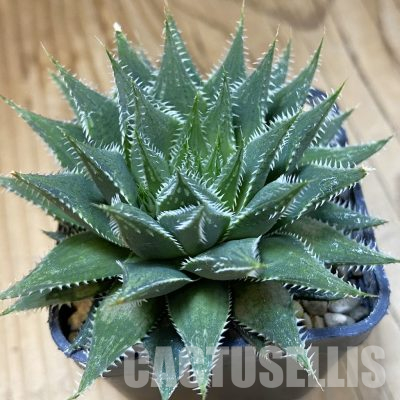 SH36424 Haworthia arachnoidea hybrid