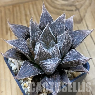 SH36425 Haworthia cooperi v. venusta 'White Fox' hybrid