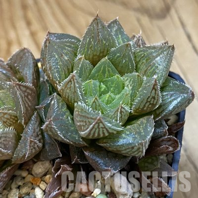 SH36426 Haworthia pygmaea x Haworthia cooperi