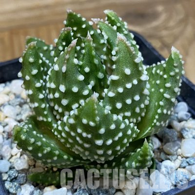 SH36428 Haworthia pumila, compact form