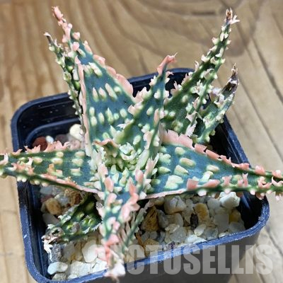 SH36408 Aloe TCT hybrid