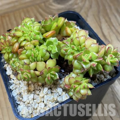 SH36430 Echeveria 'Letizia' f. cristata