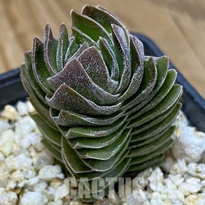 SH36431 Crassula 'Buddha's Temple'