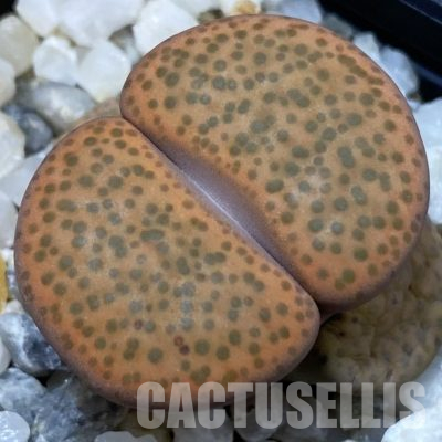 SH36432 Lithops fulviceps