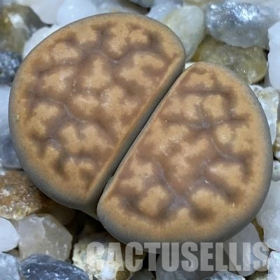 SH36433 Lithops karasmontana v. bella