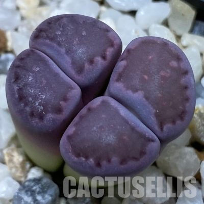 SH36434 Lithops salicola ‘Sato’s Violet’ hybrid