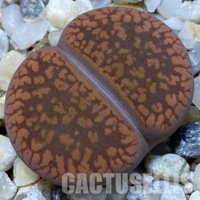 SH36435 Lithops aucampiae
