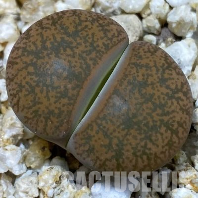 SH36436 Lithops lesliei v.minor