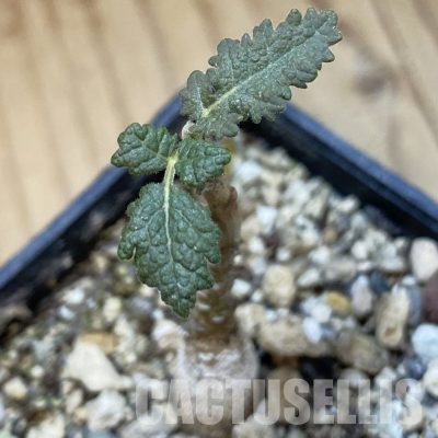 SH36437 Boswellia bullata