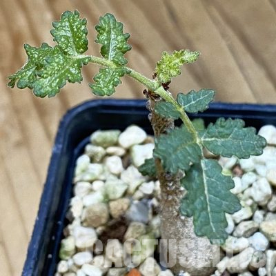 SH36438 Boswellia bullata