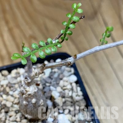 SH36439 Operculicarya pachypus