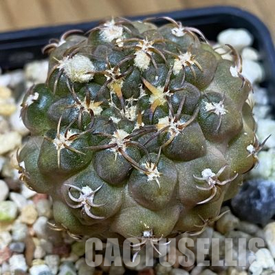 SH36523 Thelocephala glabrescens AW 253