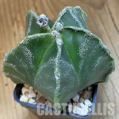 SH36524 Astrophytum myriostigma v. nudum