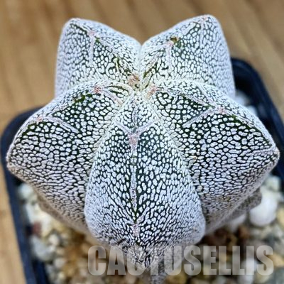 SH36525 Astrophytum myriostigma ‘Onzuka’