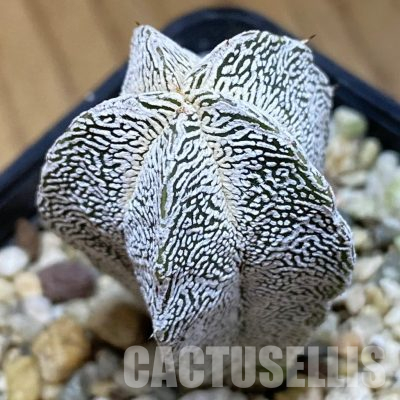 SH36526 Astrophytum myriostigma ‘Onzuka’