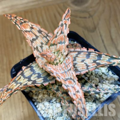 SH36527 Aloe TCT hybrid